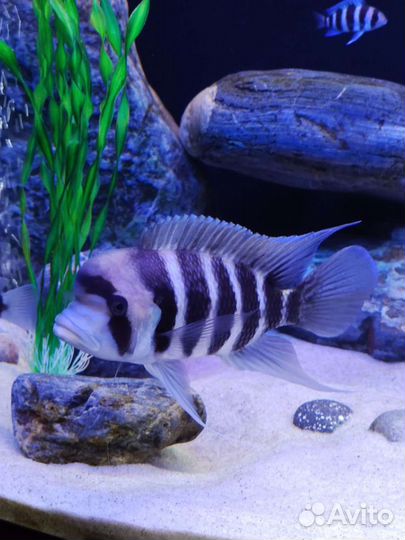 Аквариумные рыбки. Фронтозы