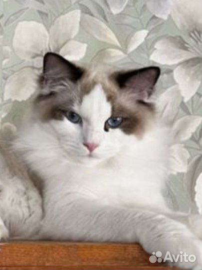 Вязка рэгдолл кот