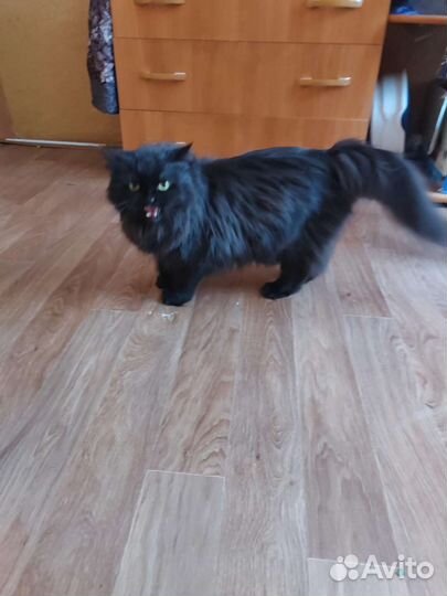 Котик ищет свой дом