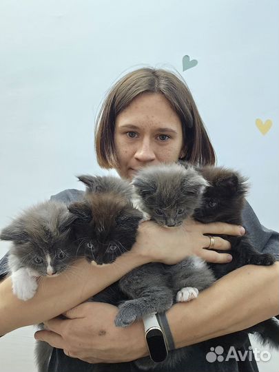 Котята Мейн-кун