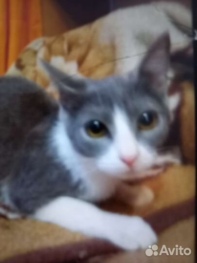 Кошки подростки метисы