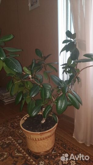 Комнатные растения цветы