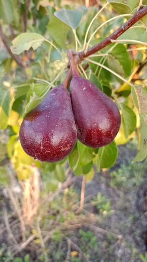 Участок 5,1 сот. (СНТ, ДНП)