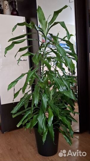 Пальма драцена