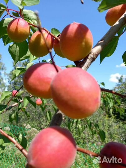Ирга, абрикос Саратовский рубин, тёрн, облепиха