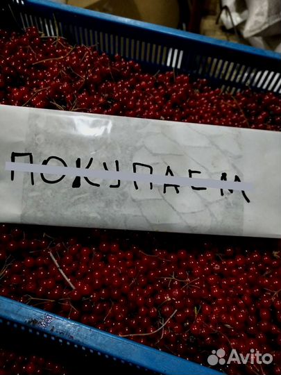 Рябина, калина