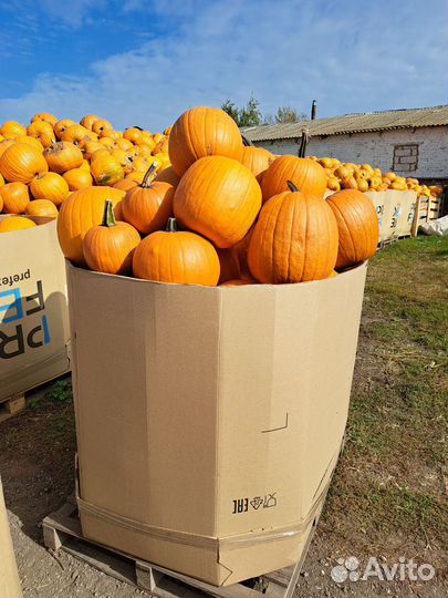 Тыква оптом