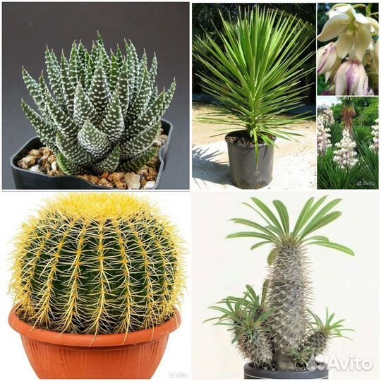 Семена Хавортии,Пахиподиума,Юкки,Эхинокактуса