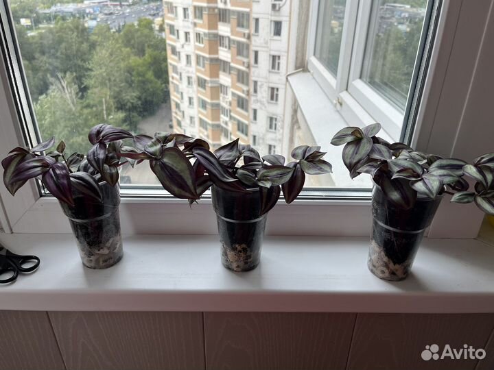 Домашние растения цветы