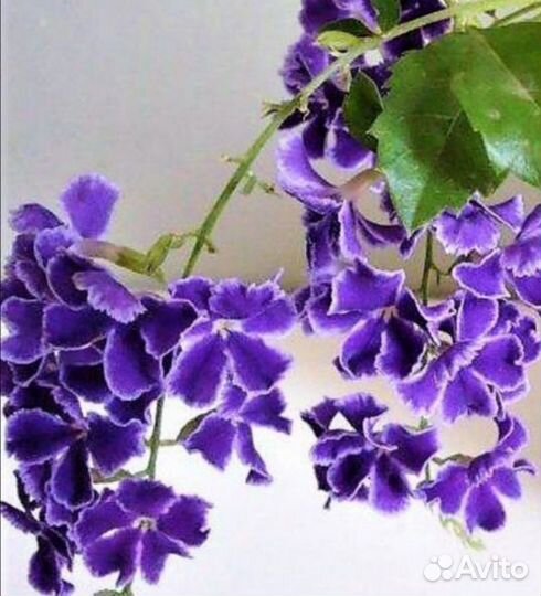 Цветы разные (часть 2) и семена адениума