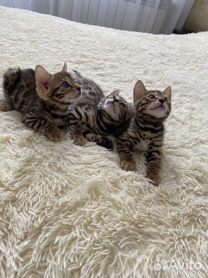 Бенгальские котята