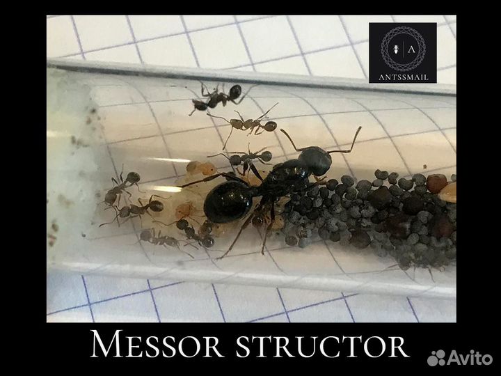 Messor structor/muticus (Степной муравей жнец)
