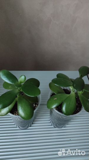 Красула толстянка