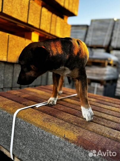 Тротуарная плитка брусчатка 100.200.60 серая