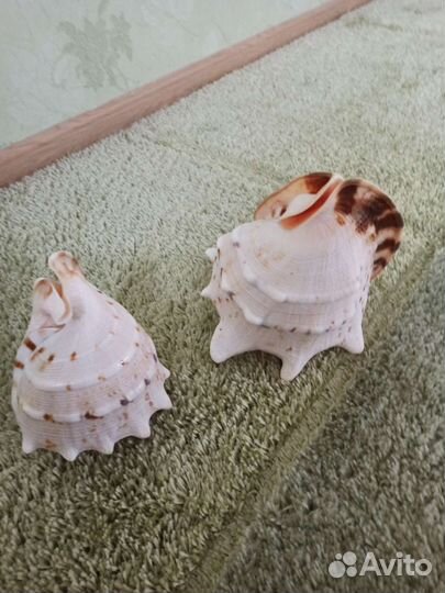 Морские ракушки раковины