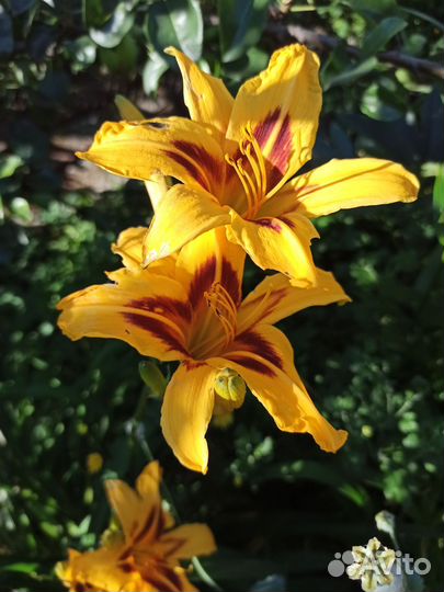 Садовые растения Обменяю