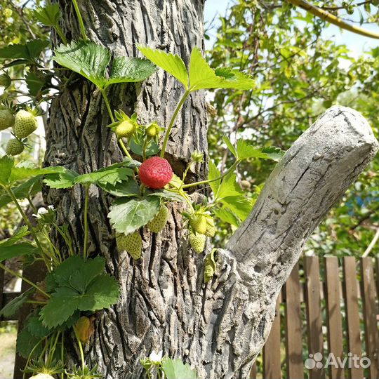 Кашпо для растений