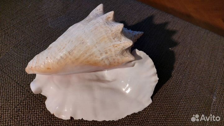 Раковины морские