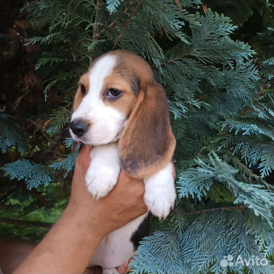 Щенки бигль