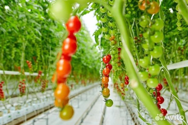 Овощевод в теплицу