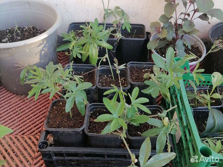 Саженцы Пассифлора Маракуйя Страстоцвет доставка