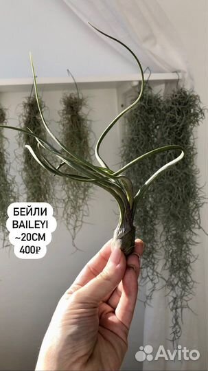 Тилландсия атмосферная растения без грунта