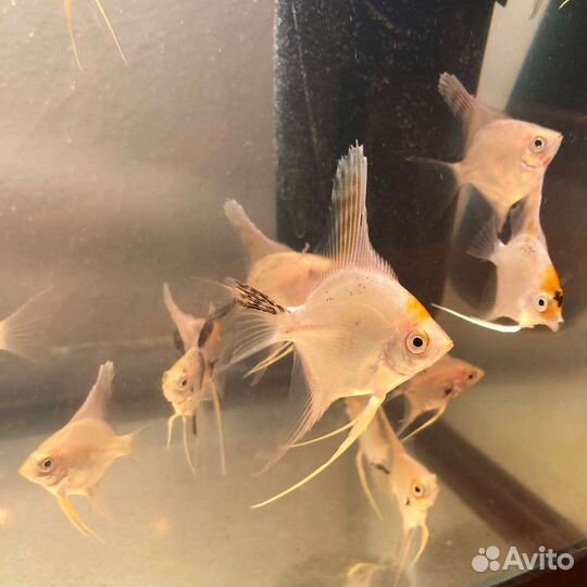 Рыбки скалярии жемчужные