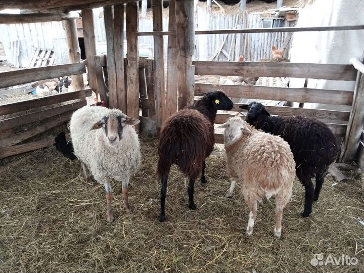 Овцы и бараны