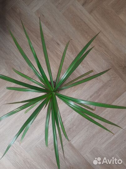 Пальма драцена