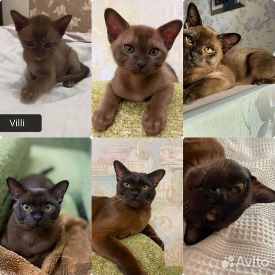 Бурманские котята