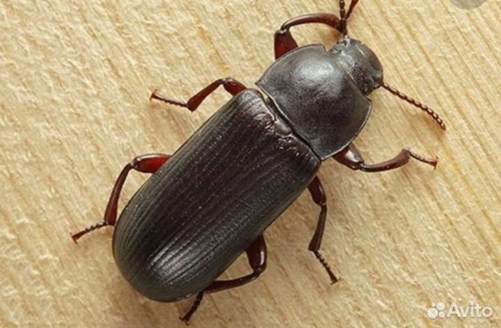 Сверчки, тараканы, зофобас, кормовые насекомые