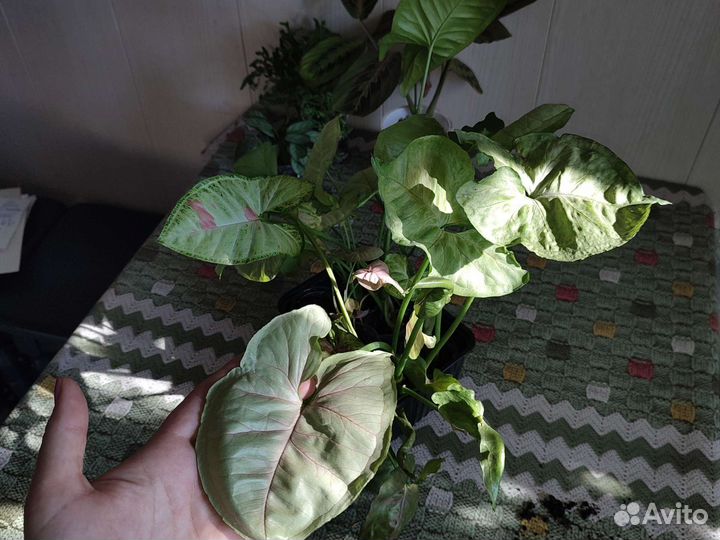 Комнатные цветы