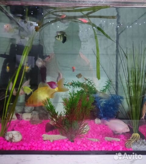 Аквариум со всем содержимым