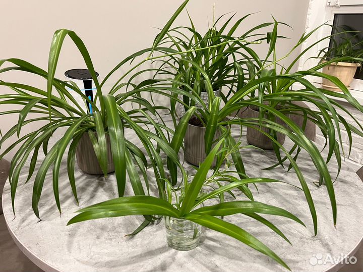 Хлорофитум зеленый