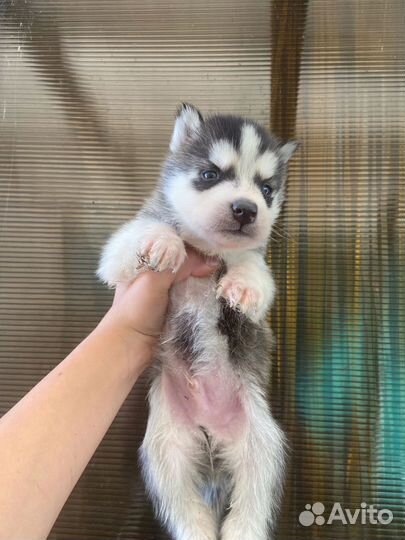 Щенки сибирской хаски