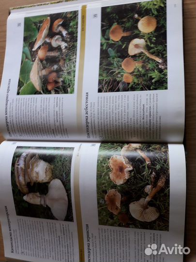 Рыбалка, охота,грибы,застолье и т.д