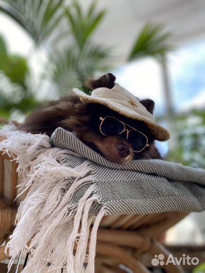 Померанский шпиц вязка кобель