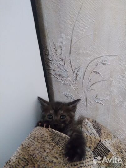 Отдам в добрые руки