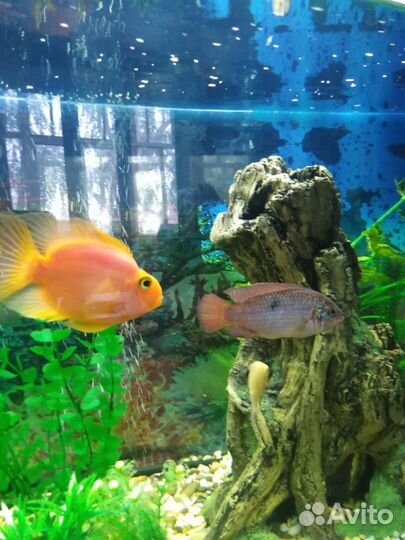 Аквариум