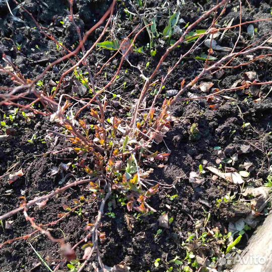 Спирея розовая