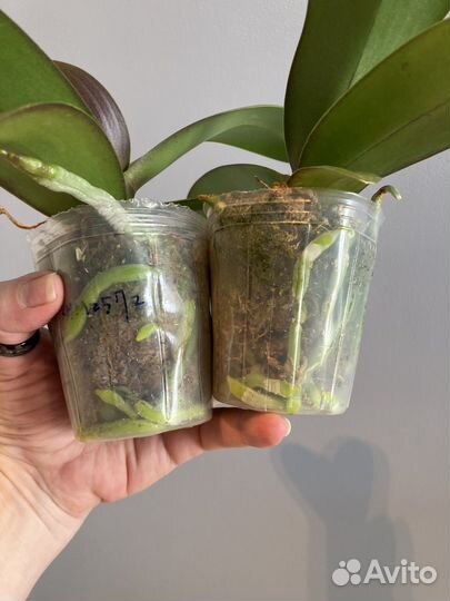 Не цветет Орхидея