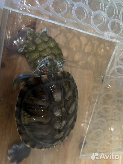 Красноухая черепаха с аквариумом