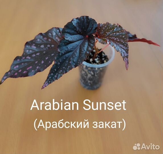 Кейн-бегонии, часть 1