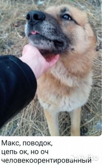 Среднеазиатская овчарка