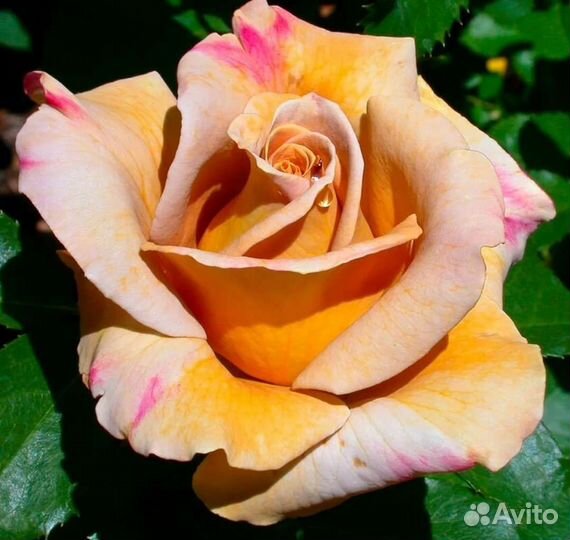 Роза Хани Дижон саженцы