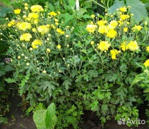 Хризантема кустовая, жёлтая