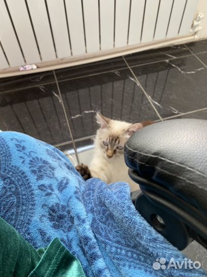 Шотландская кошка