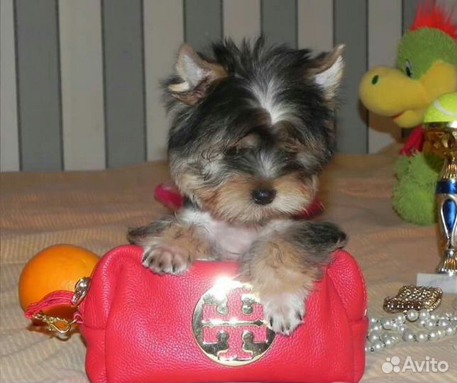 Мини девочки РКФ