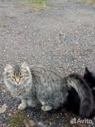 Кошечка Джоанна