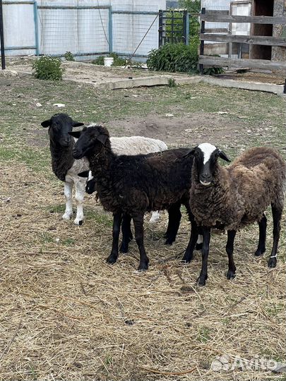 Овцы и баран